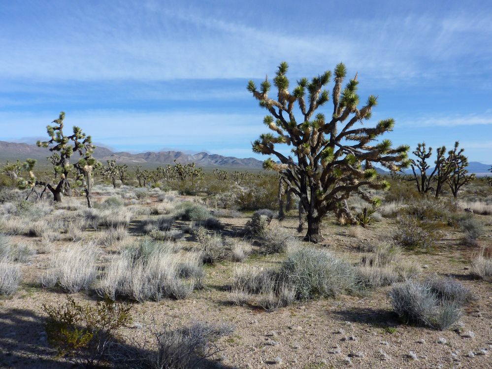 Mojave reserve (2).JPG